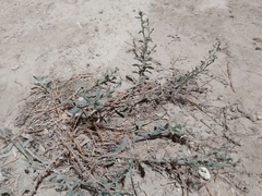 Heliotropium bacciferum