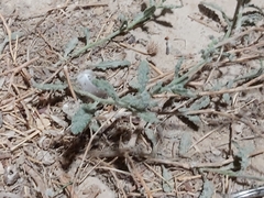 Heliotropium bacciferum