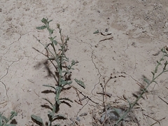 Heliotropium bacciferum