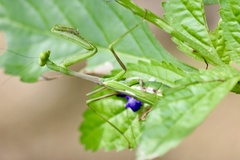 Stagmomantis domingensis