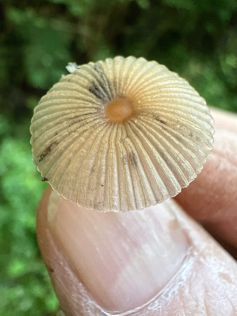 Parasola plicatilis-similis