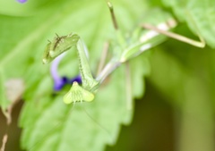 Stagmomantis domingensis