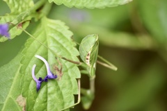 Stagmomantis domingensis