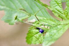 Stagmomantis domingensis