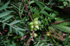 Rhopalomyia tanaceticola