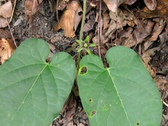 Gonolobus suberosus suberosus