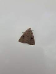 Scolecocampa