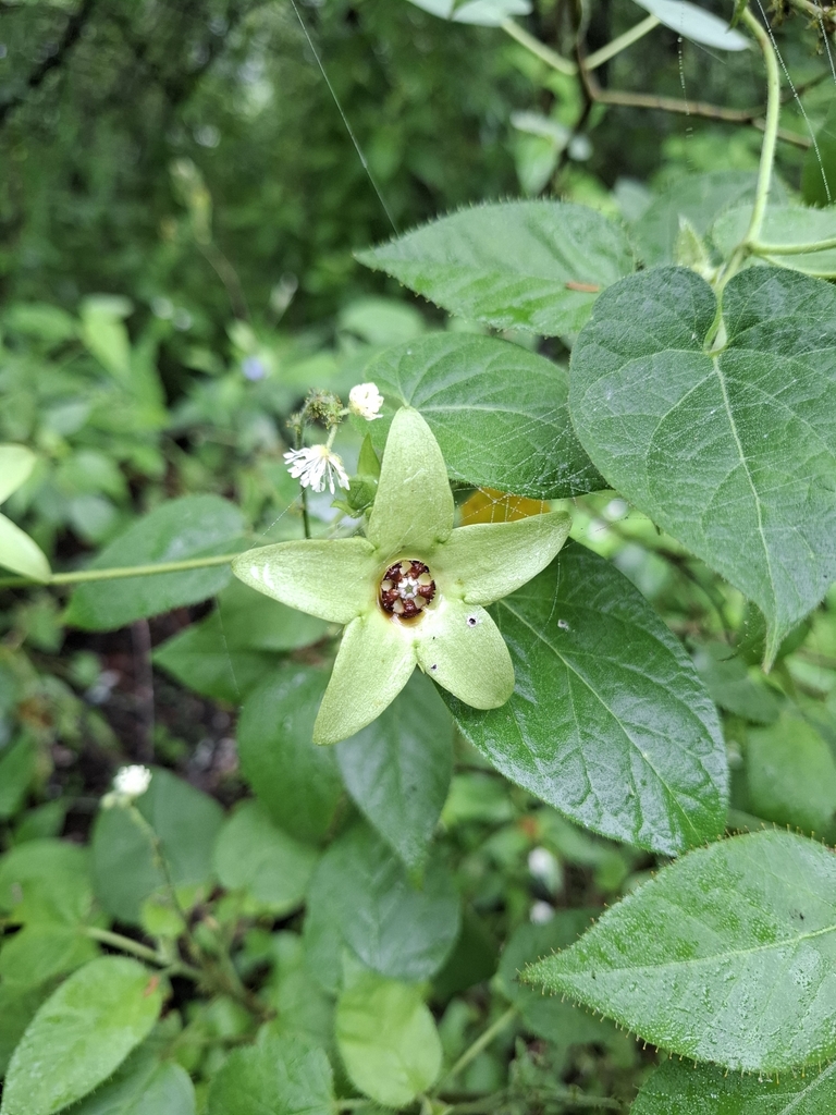 Polystemma luridum