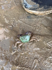 Metopograpsus quadridentatus