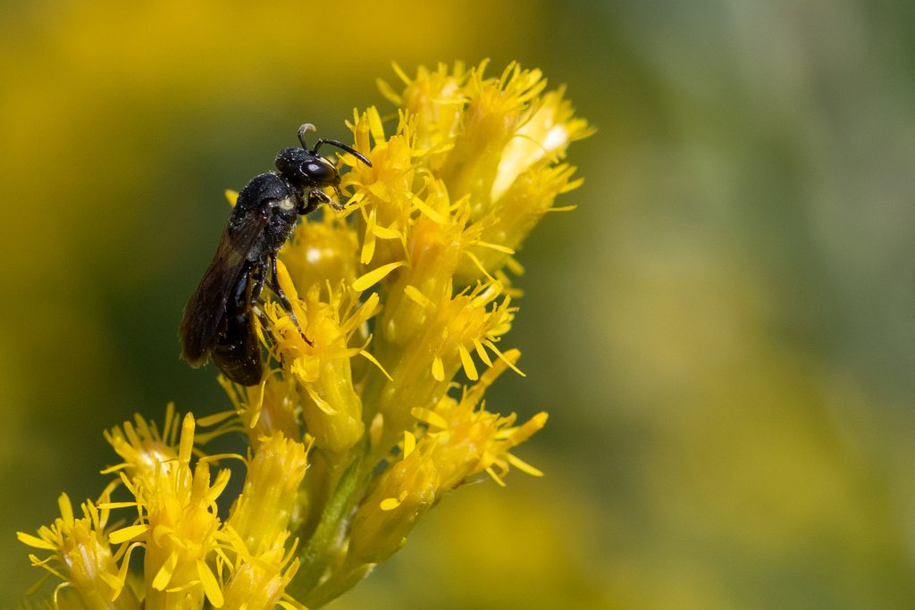 Schwarz's Masked Bee