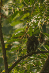 Glaucidium