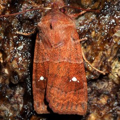 Eupsilia vinulenta