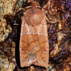 Eupsilia vinulenta