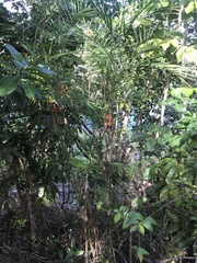 Chamaedorea seifrizii