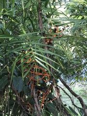 Chamaedorea seifrizii