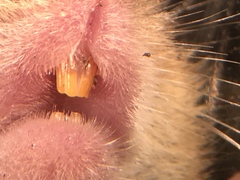 Reithrodontomys humulis