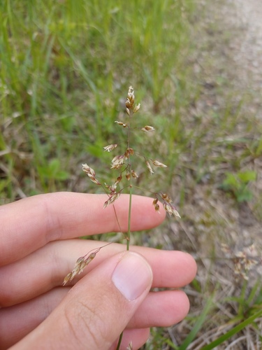 northern sweetgrass (Anthoxanthum hirtum)