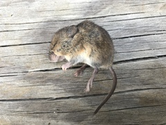 Reithrodontomys humulis