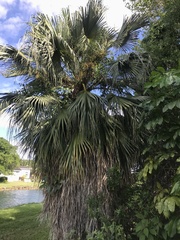 Livistona chinensis