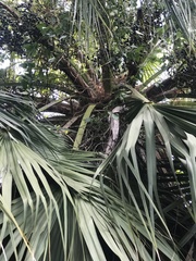 Livistona chinensis