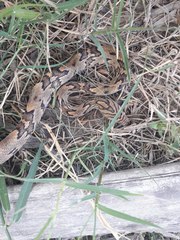 Trimorphodon biscutatus