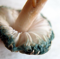 Leucoagaricus coerulescens