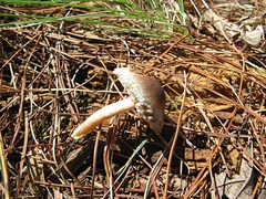 Leucoagaricus coerulescens