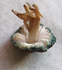 Leucoagaricus coerulescens