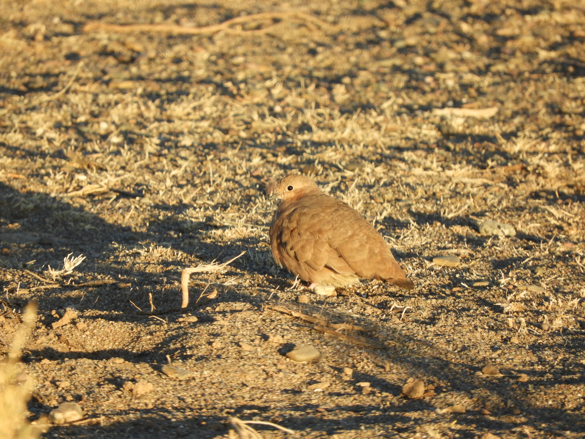 Golden-spotted Ground Dove (Metriopelia aymara), photo 10