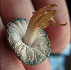 Leucoagaricus coerulescens