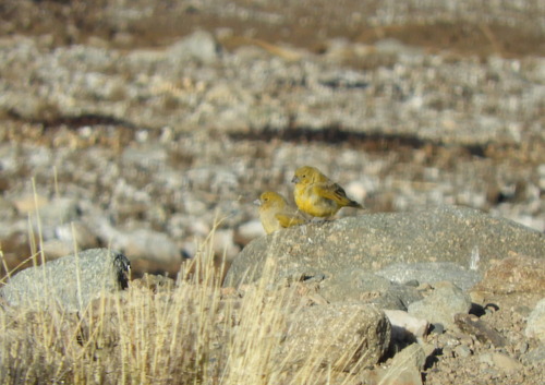 Puna Yellow Finch (Sicalis lutea), photo 4