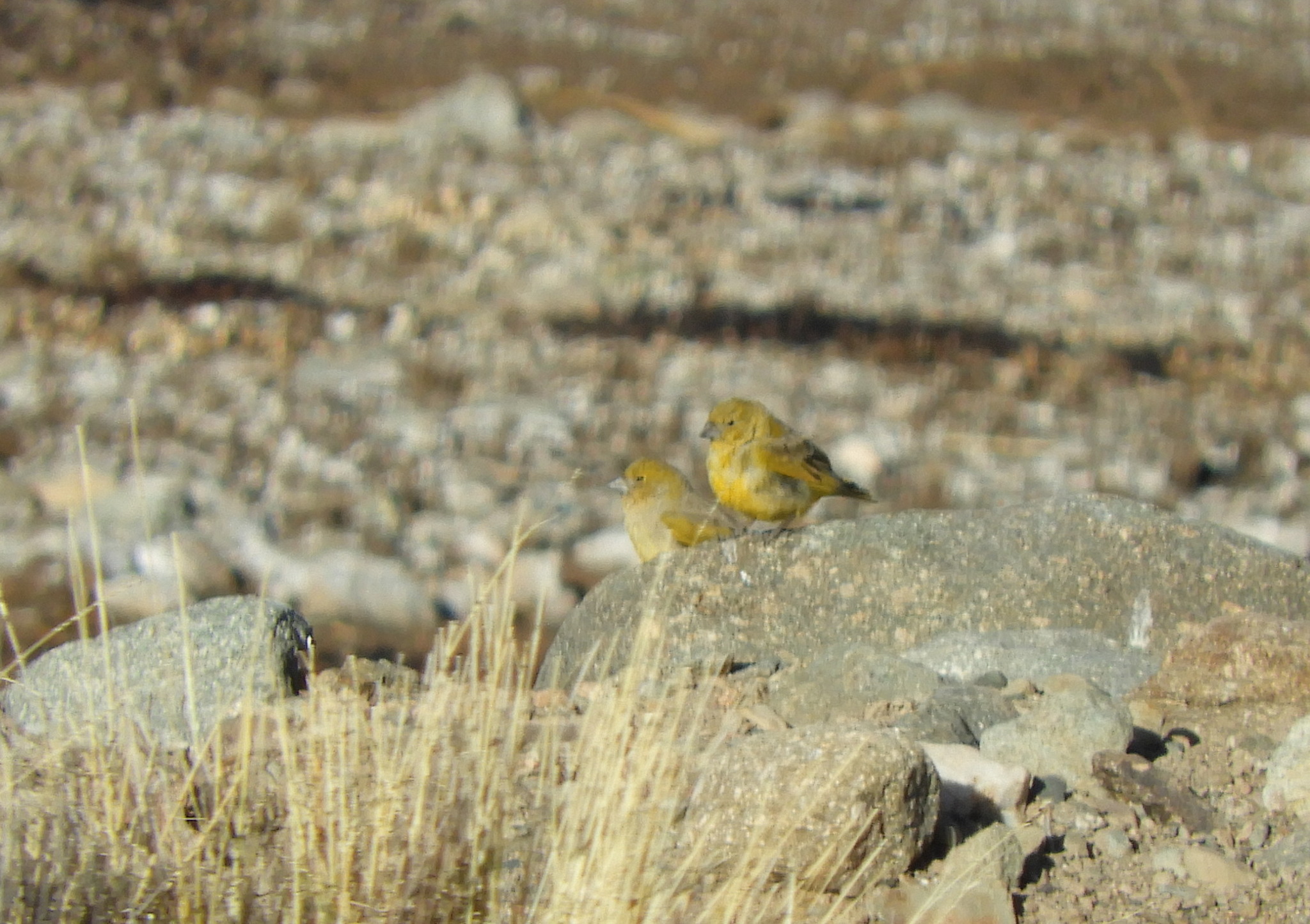 Puna Yellow Finch (Sicalis lutea), photo 4
