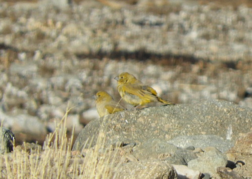 Puna Yellow Finch (Sicalis lutea), photo 3