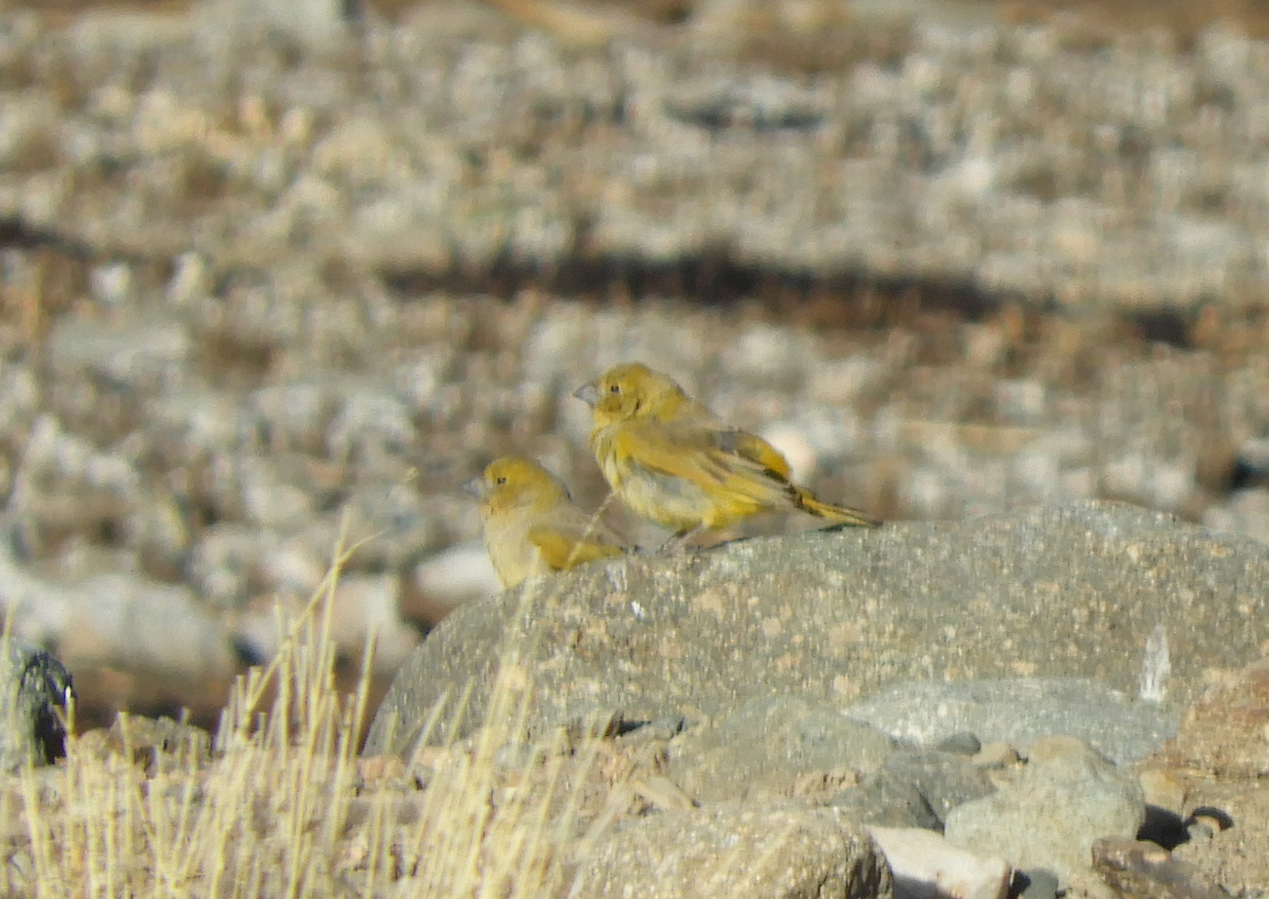 Puna Yellow Finch (Sicalis lutea), photo 3