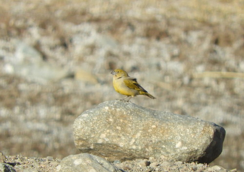 Puna Yellow Finch (Sicalis lutea), photo 7