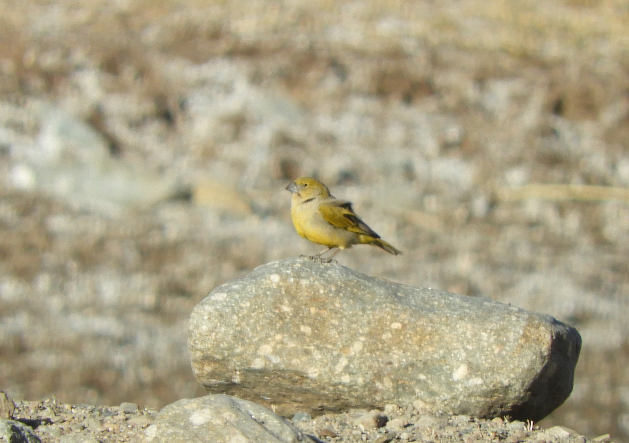 Puna Yellow Finch (Sicalis lutea), photo 5