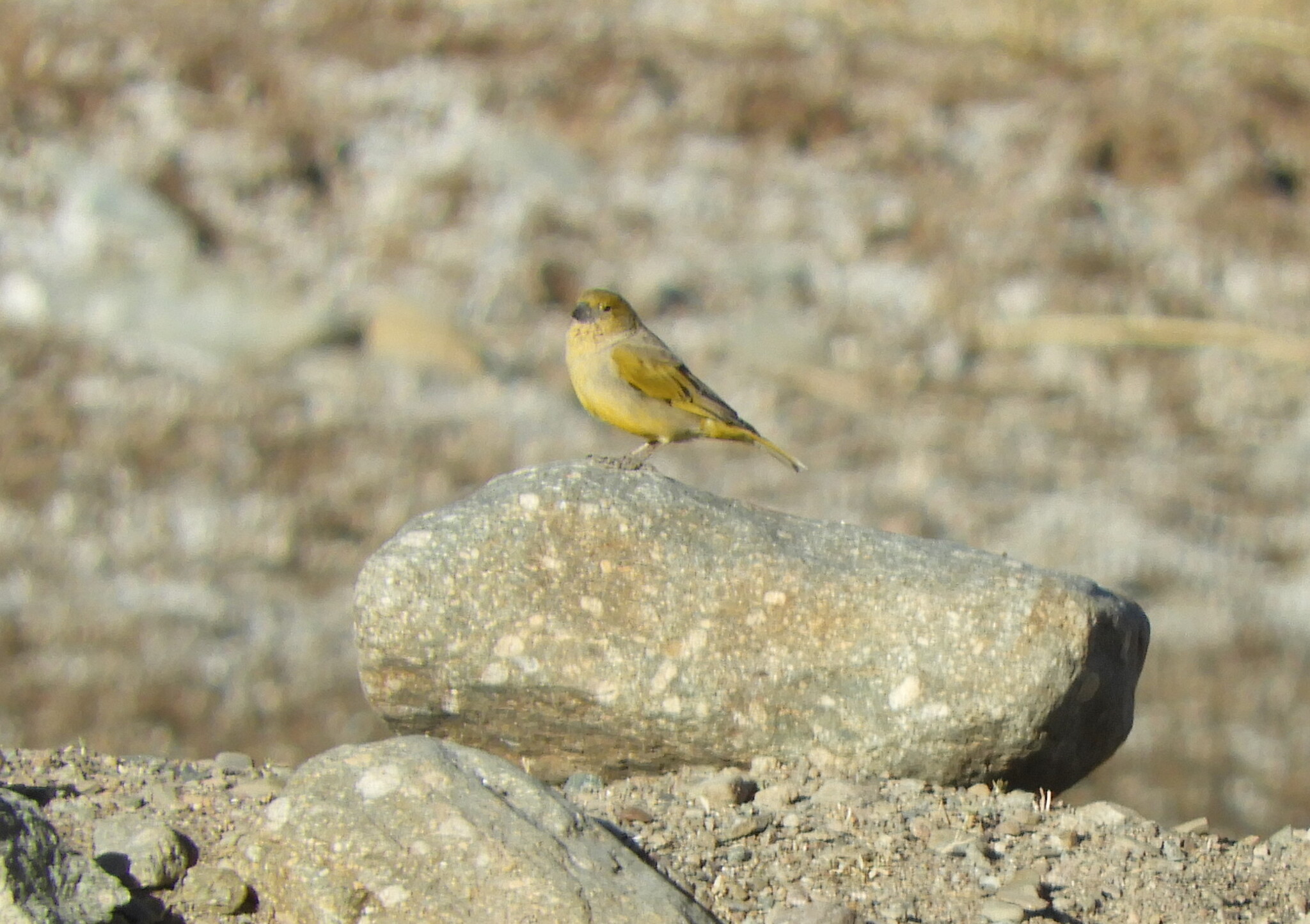 Puna Yellow Finch (Sicalis lutea), photo 6