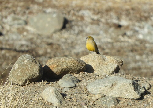Puna Yellow Finch (Sicalis lutea), photo 9