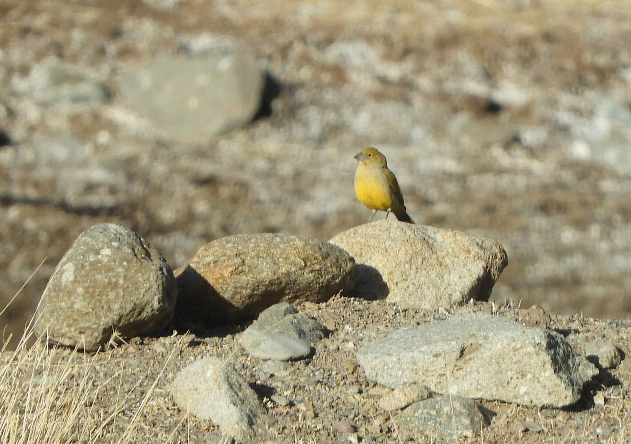 Puna Yellow Finch (Sicalis lutea), photo 7
