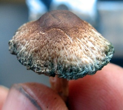 Leucoagaricus coerulescens