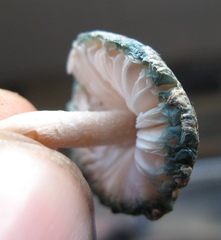 Leucoagaricus coerulescens