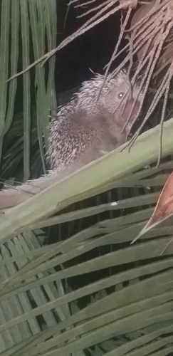 Baturite Porcupine