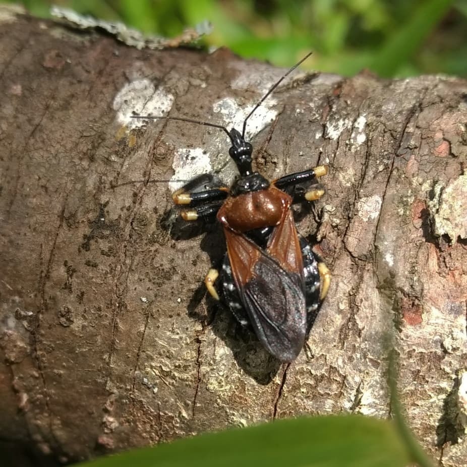 Apiomerus mutabilis