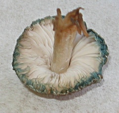 Leucoagaricus coerulescens