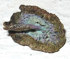 Leucoagaricus coerulescens