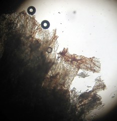 Leucoagaricus coerulescens