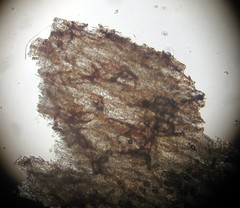 Leucoagaricus coerulescens