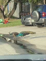 Pavo cristatus × muticus