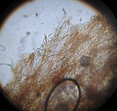 Leucoagaricus coerulescens