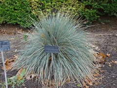 Helictotrichon sempervirens